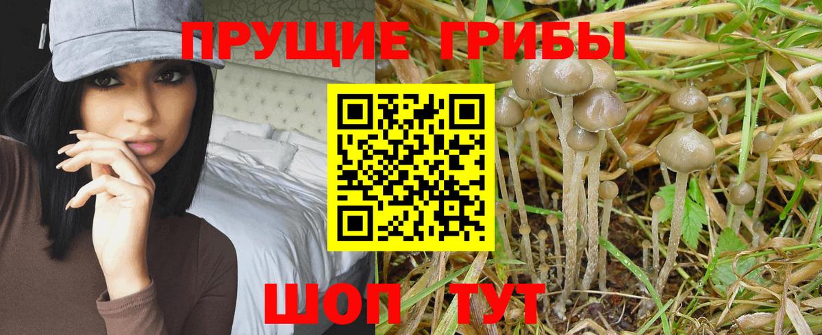 Волгодонск  Галлюциногенные грибы мицелий  Вход с VPN  Псилоцибиновые грибы прущие грибы 